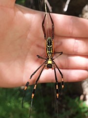 Trichonephila inaurata madagascariensis