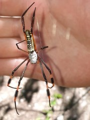 Trichonephila inaurata madagascariensis