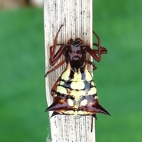Micrathena schenkeli