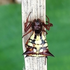 Micrathena schenkeli