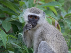 Chlorocebus pygerythrus pygerythrus