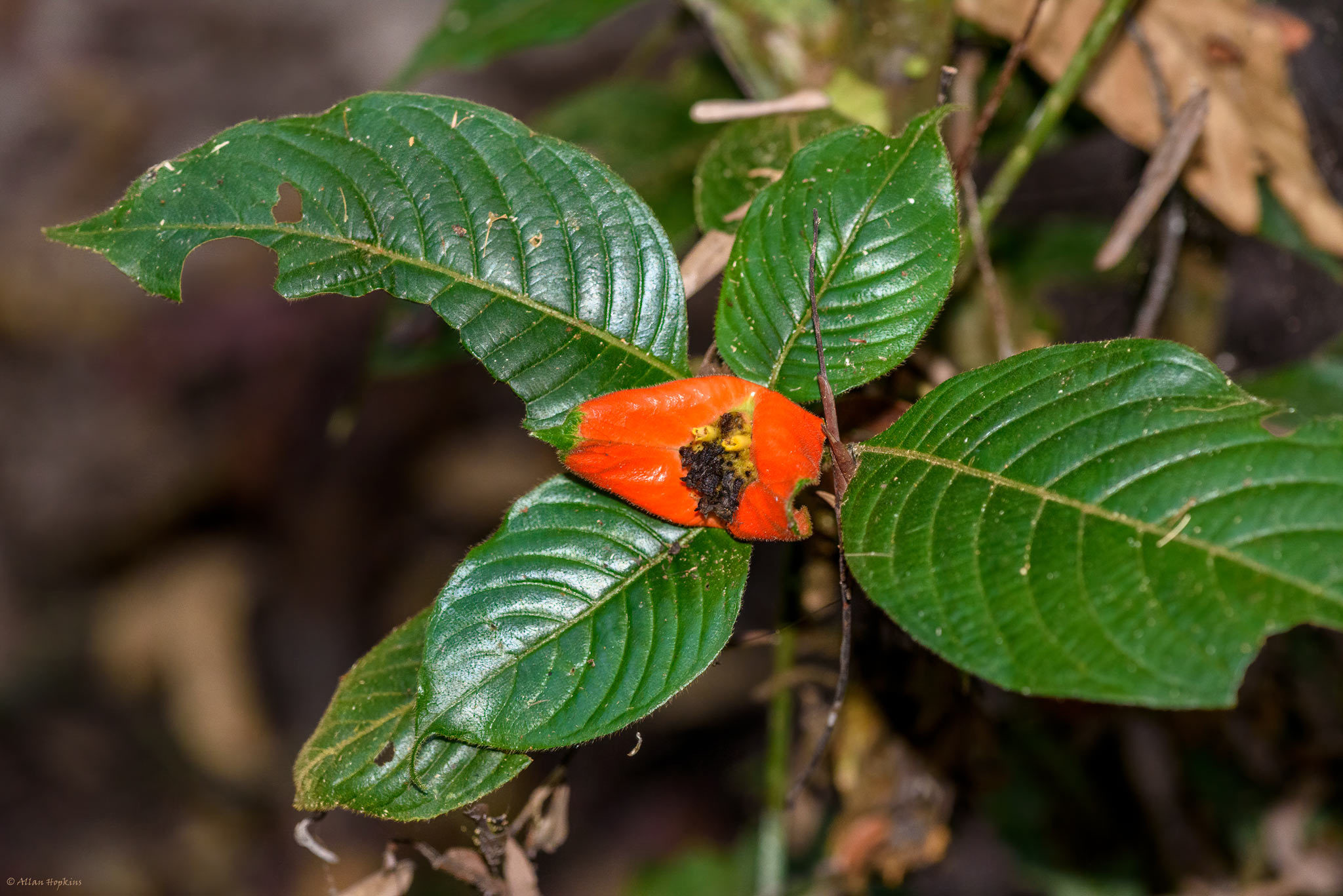 Palicourea tomentosa