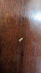 Plodia interpunctella