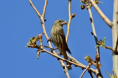 Haemorhous mexicanus