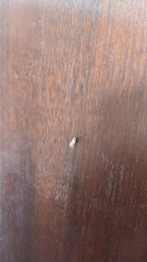 Plodia interpunctella