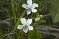 Viola patrinii