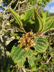 Miconia australis