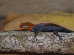 Gonatodes albogularis
