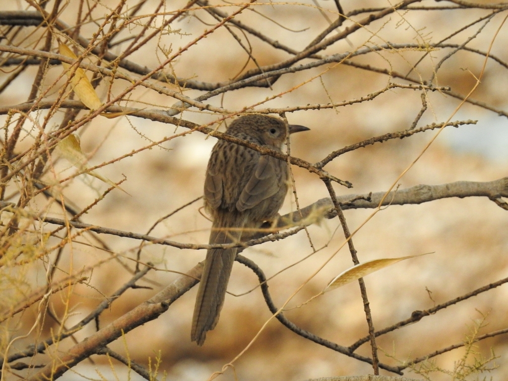 Afghan Babbler (Argya huttoni) photo
