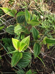 Miconia australis