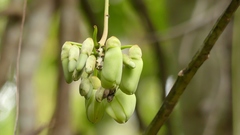 Mucuna holtonii