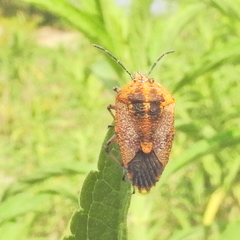 Agonoscelis venosa