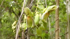 Mucuna holtonii