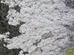 Phlyctis petraea