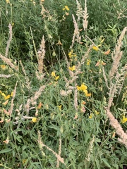 Crotalaria barnabassii