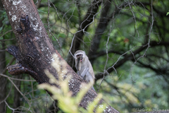 Chlorocebus pygerythrus pygerythrus