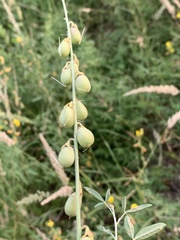 Crotalaria barnabassii