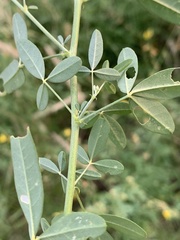 Crotalaria barnabassii