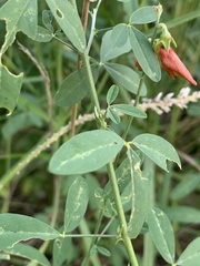Crotalaria barnabassii