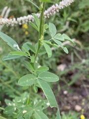 Crotalaria barnabassii