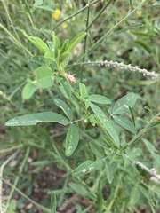 Crotalaria barnabassii