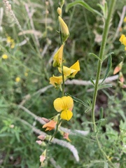 Crotalaria barnabassii