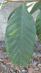 Artocarpus hirsutus
