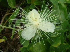 Capparis cordifolia