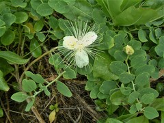 Capparis cordifolia