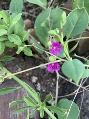 Corbichonia decumbens