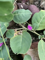 Corbichonia decumbens