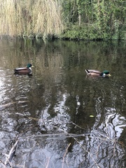 Anas platyrhynchos domesticus