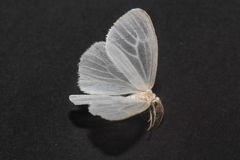 Marblepsis melanocraspis