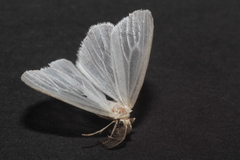 Marblepsis melanocraspis