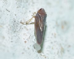 Omolicna
