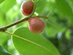 Ficus prolixa