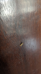 Plodia interpunctella