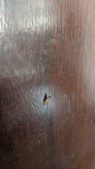 Plodia interpunctella