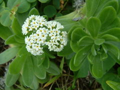 Heliotropium anomalum