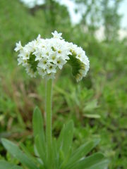 Heliotropium anomalum