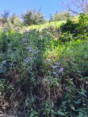 Galactites tomentosus