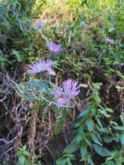 Galactites tomentosus