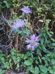 Galactites tomentosus