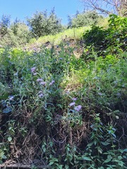 Galactites tomentosus