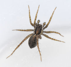 Pardosa pauxilla