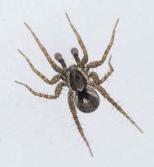 Pardosa pauxilla