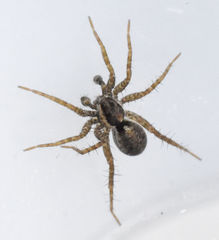Pardosa pauxilla