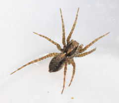 Pardosa delicatula