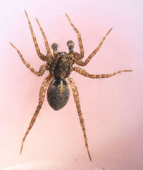 Pardosa delicatula