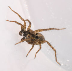 Pardosa delicatula